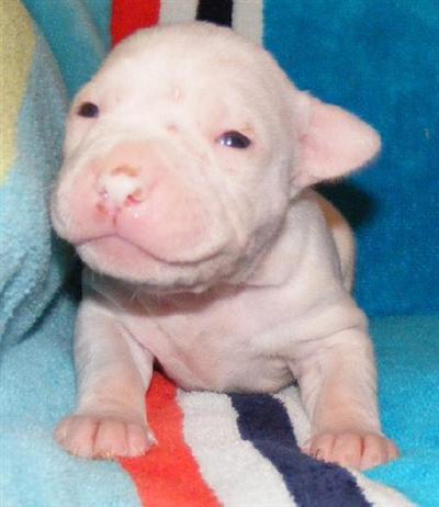 Puppies in AL